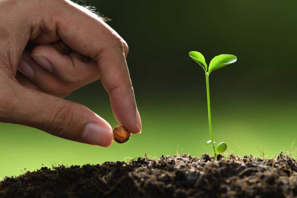 Planting Seeds Today | Hasseman Marketing